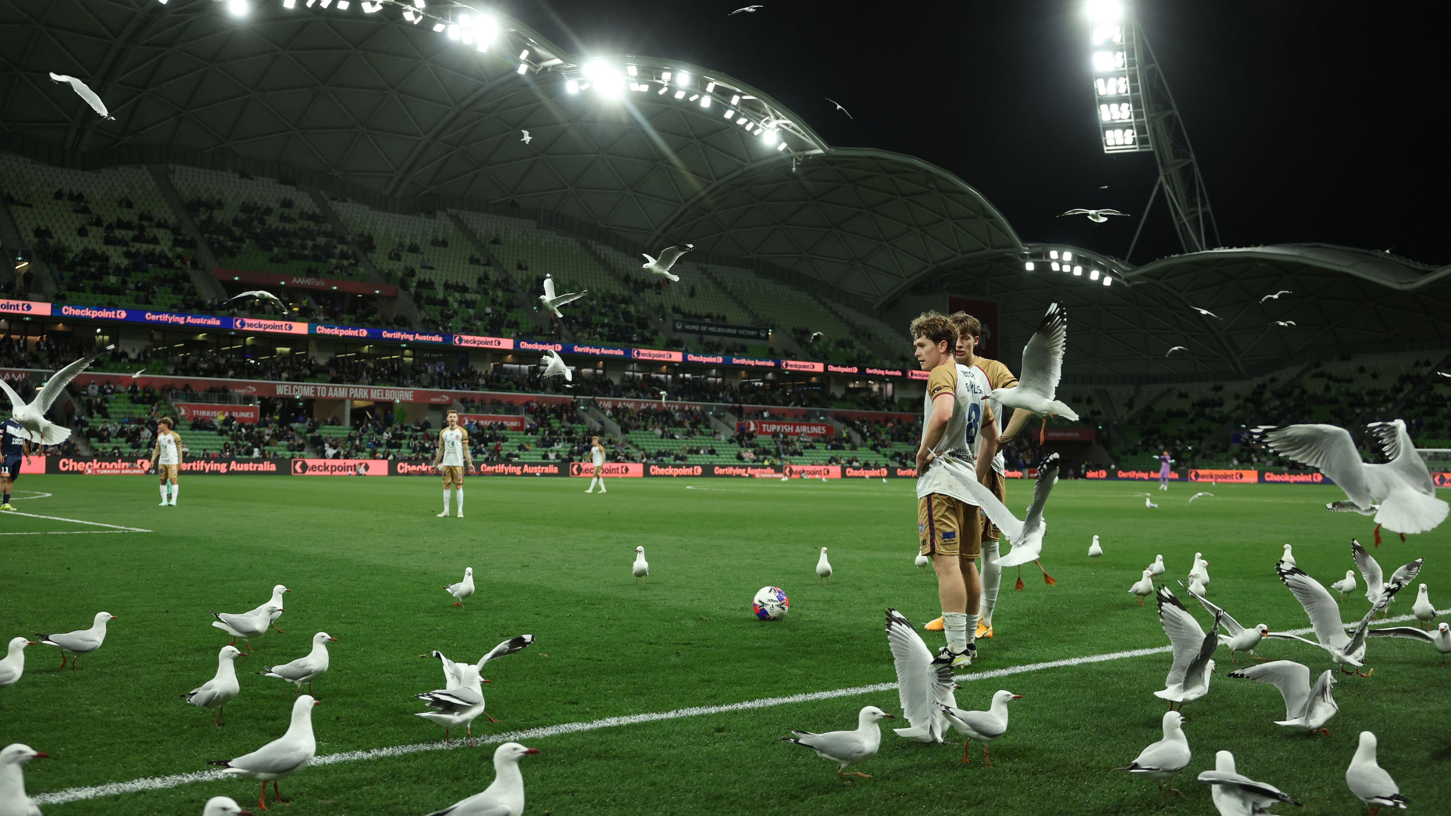 فيديو - غزو جوي غير متوقع: طيور النورس تقتحم ملعب الدوري الأسترالي