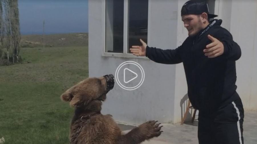 المصارع الروسي حبيب