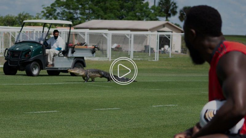 no comment crocodile thumb