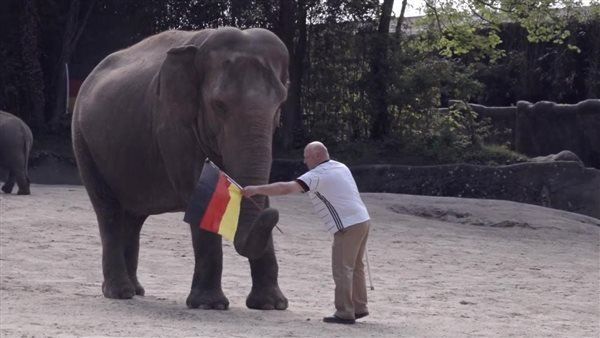 الفيل ياشودا