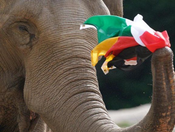 أنثى الفيل ياشودا