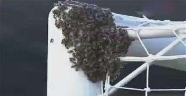 لقطة تلفزيونية توضح تجمع سرب النحل حول المرمى