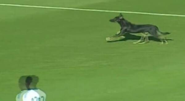 كلب يقتحم ملعب المباراة
