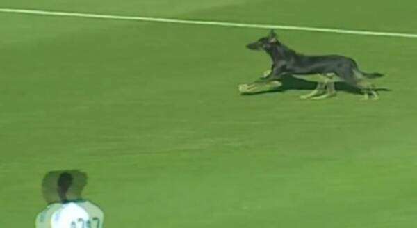 كلب يقتحم ملعب المباراة