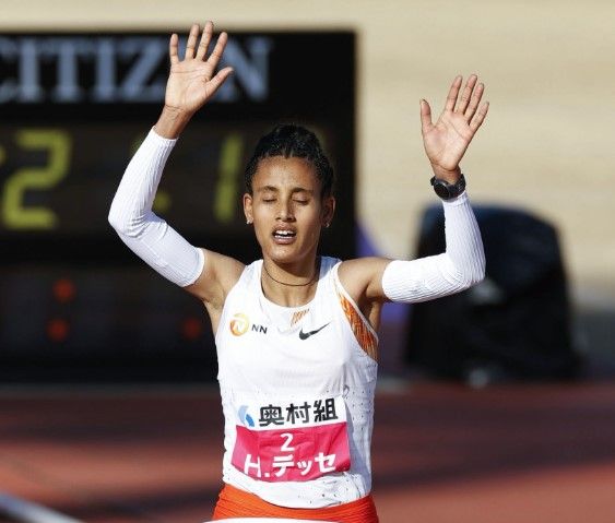 هيفن هايلو ديسي