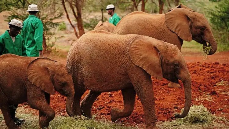 _Sheldrick%20Wildlife%20Trust%20Elephant%20Orphanage%20in%20Nairobi%20National%20Park