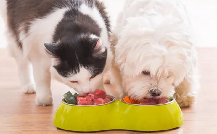 dogs and cats eats