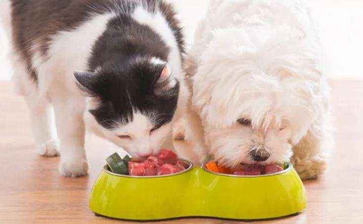 dogs and cats eats