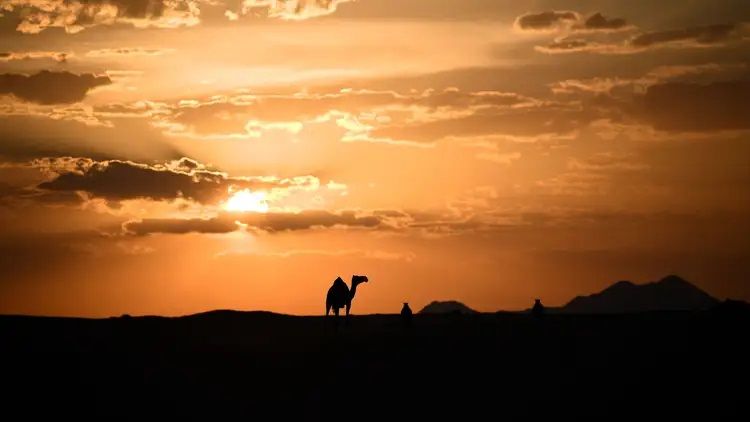 camel%20in%20the%20sand%20desert%20at%20sunset%20in%20Saudi%20Arabia