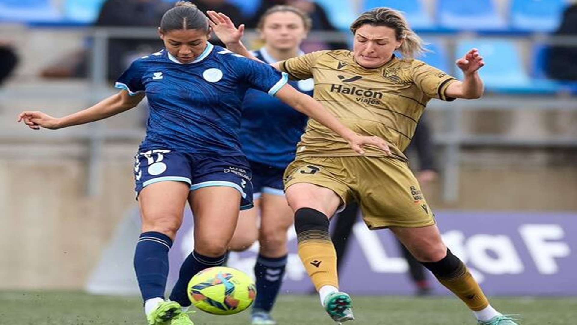 غزلان الشباك