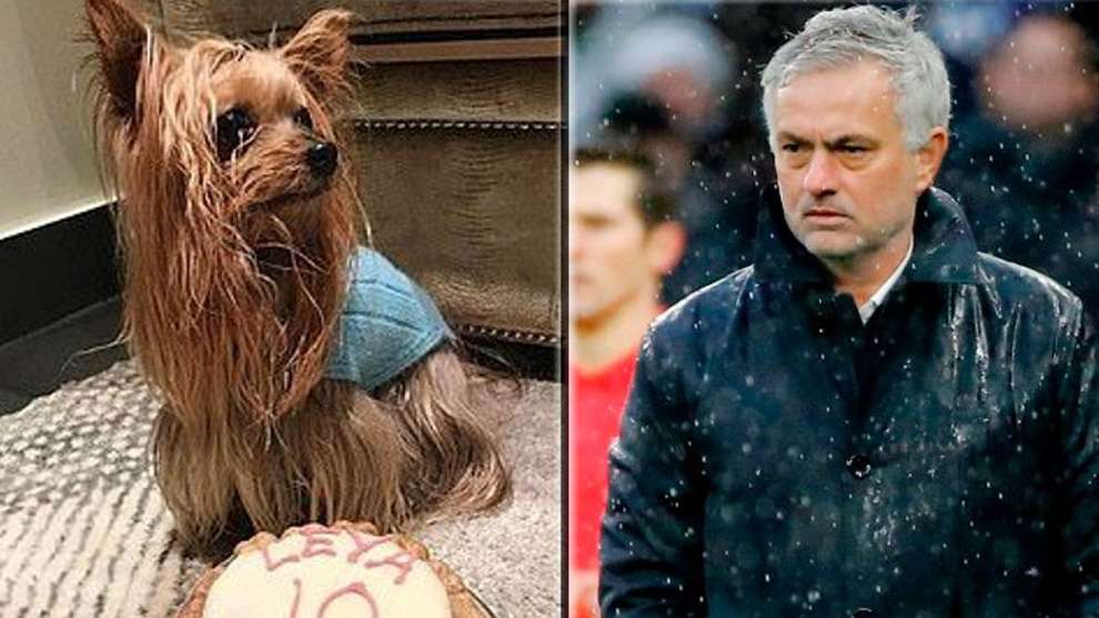 mourinho - yorkshire terrier