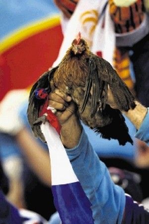 rooster