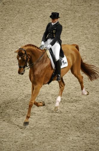 2011-11-27t154114z_01_sto03_rtridsp_3_equestrian_reuters