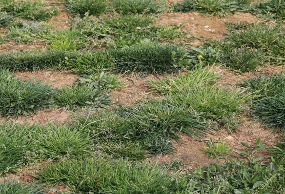 صور لأرضيات ملاعب كرة القدم الأردنية  