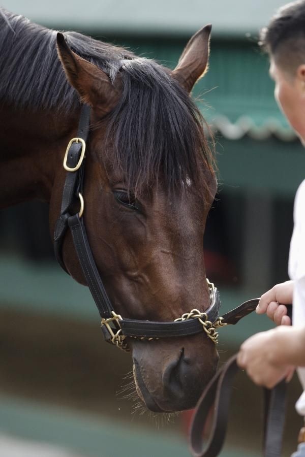 2013-05-15t175455z_948643523_gm1e95g04wm01_rtrmadp_3_horseracing-preakness_reuters
