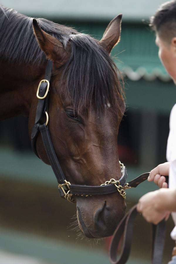 2013-05-15t175455z_948643523_gm1e95g04wm01_rtrmadp_3_horseracing-preakness_reuters