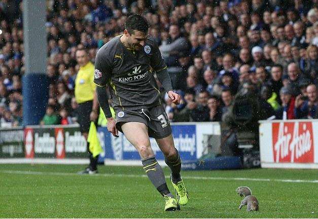 نوجنت لاعب ليستر سيتي يطارد السنجاب
