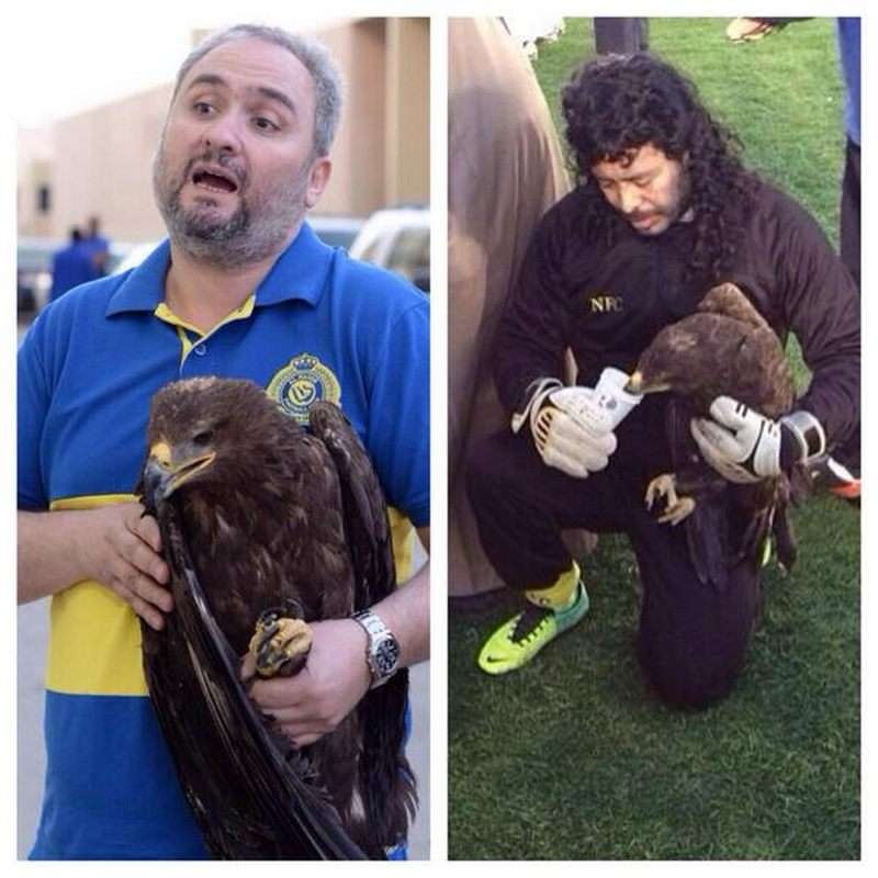 هيجيتا بعد أن سيطر على النسر ويسقيه الماء