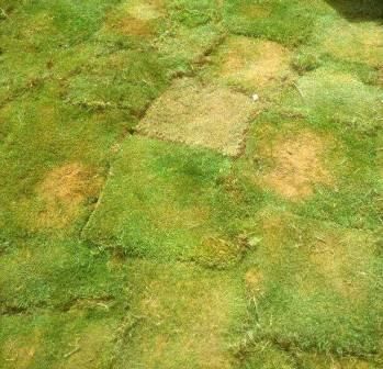 تركيب النجيل الطبيعي