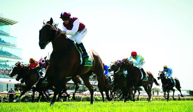 الحصان ادماير راكتي