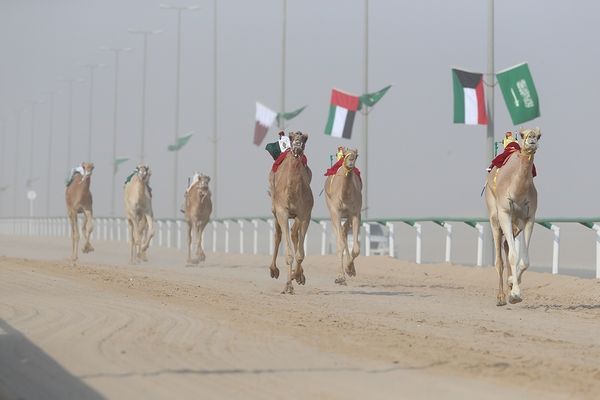مطايا الإمارات تكتسح ميداليات سباق الهجن