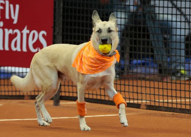 dogs_brazil_2