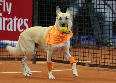 dogs_brazil_2