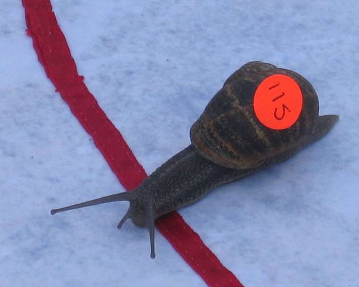 snail-racing
