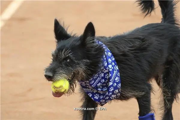 ?i=epa%2ftennis%2f2017-03%2f2017-03-04-05829864_epa