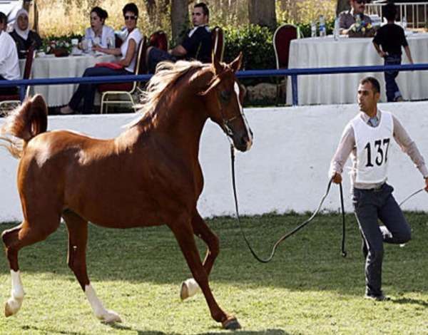من منافسات سابقة لبطولة الشرق الأوسط للخيول العربية