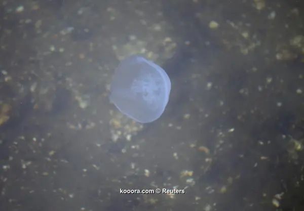 ?i=reuters%2f2017-10-04%2f2017-10-04t054403z_240547852_rc1b8ac3e800_rtrmadp_3_olympics-2020-water_reuters