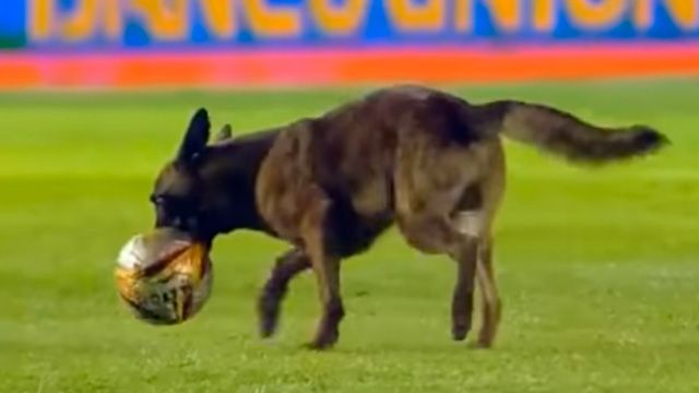 مشهد اقتحام كلب لمباراة في بوليفيا