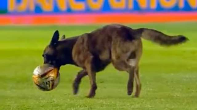 مشهد اقتحام كلب لمباراة في بوليفيا