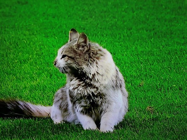 CAT