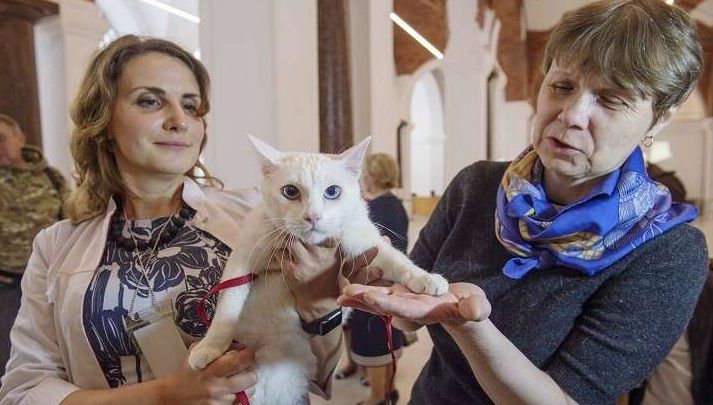 القط اخيليس