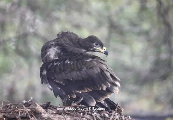 ?i=reuters%2f2018-07-05%2f2018-07-05t135207z_343919578_up1ee7512iue7_rtrmadp_3_soccer-worldcup-rus-eagle-akinfeev_reuters