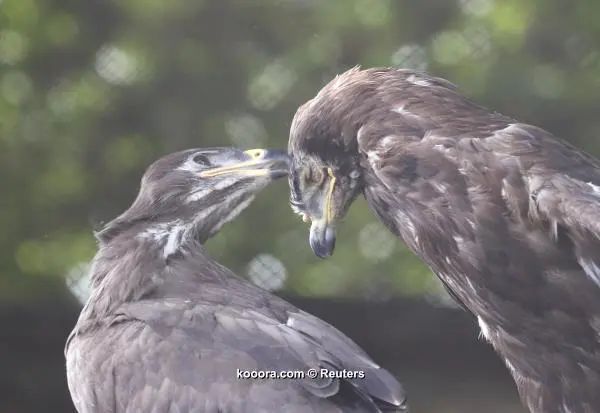 ?i=reuters%2f2018-07-05%2f2018-07-05t134515z_999012435_up1ee75127ee3_rtrmadp_3_soccer-worldcup-rus-eagle-akinfeev_reuters