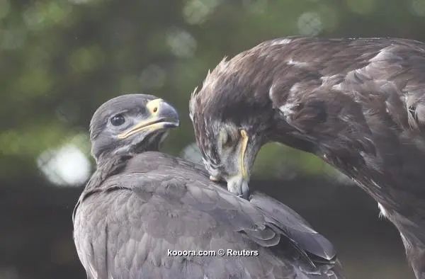 ?i=reuters%2f2018-07-05%2f2018-07-05t134051z_468619936_up1ee751202dz_rtrmadp_3_soccer-worldcup-rus-eagle-akinfeev_reuters