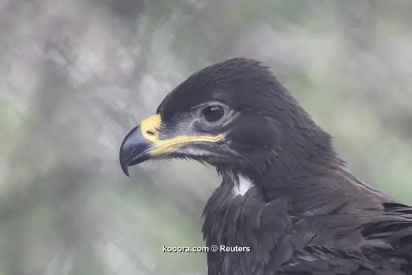 ?i=reuters%2f2018-07-05%2f2018-07-05t133659z_1525425314_up1ee7511tmdv_rtrmadp_3_soccer-worldcup-rus-eagle-akinfeev_reuters