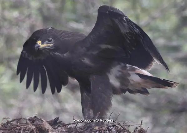 ?i=reuters%2f2018-07-05%2f2018-07-05t133642z_570540318_up1ee7511t5dt_rtrmadp_3_soccer-worldcup-rus-eagle-akinfeev_reuters