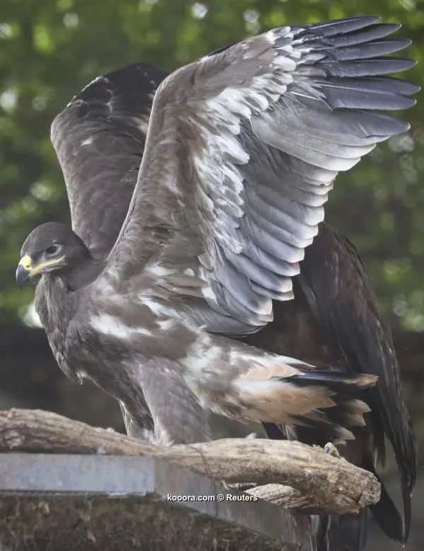 ?i=reuters%2f2018-07-05%2f2018-07-05t134803z_1059603770_up1ee7512c2e5_rtrmadp_3_soccer-worldcup-rus-eagle-akinfeev_reuters