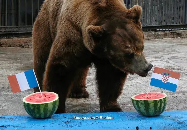 ?i=reuters%2f2018-07-14%2f2018-07-14t104909z_289139999_rc1ec9368270_rtrmadp_3_soccer-worldcup-final-bear-prediction_reuters