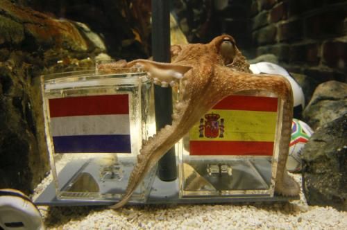 2010-07-09t101915z_01_wr03_rtridsp_3_soccer-world-octopus_reuters