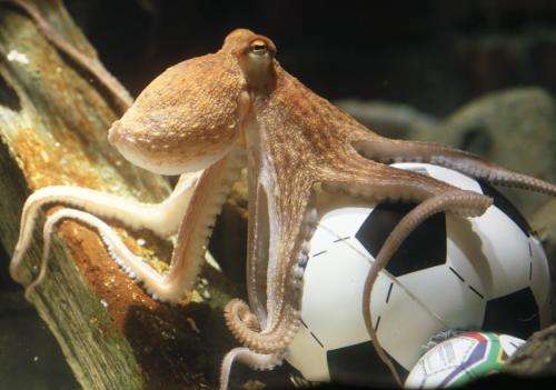 2010-07-09t104605z_01_wr07_rtridsp_3_soccer-world-octopus_reuters