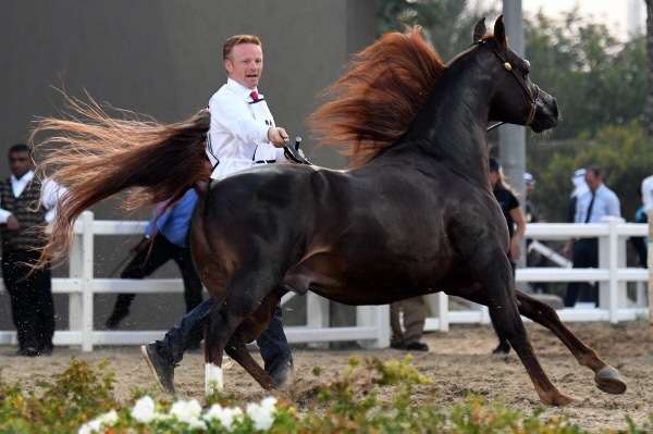 جانب من الحفل