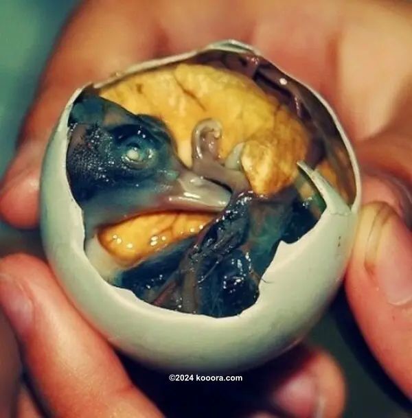 ?i=corr%2f95%2fkoo_95271