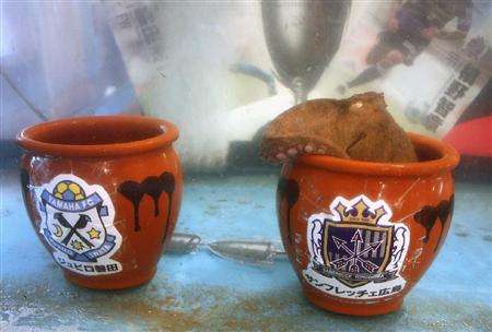 أخطبوط تسوكيجي على طريقة الأخطبوط الشهير بول يتوقع فوز فريق هيروشيما بكأس نابيسكو 2010