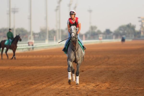 الفارسة لورين جاردينر