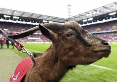 الجدي هينيس